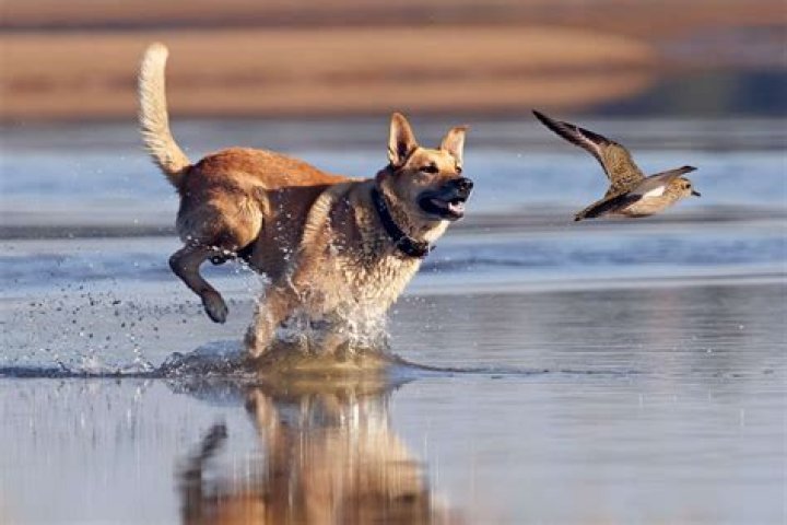 Can a dog with high prey drive live with a cat?