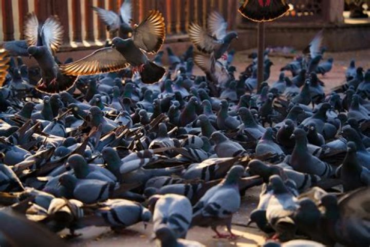 Can a wild pigeon be tamed?