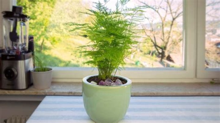 Can autumn fern be grown indoors