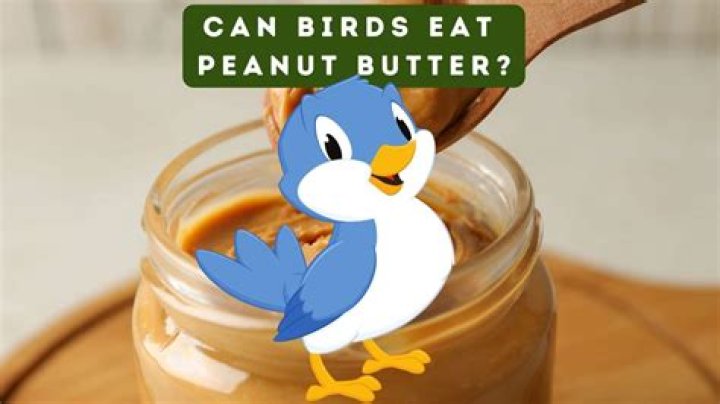 Can birds eat butter? | ContextResponse.com