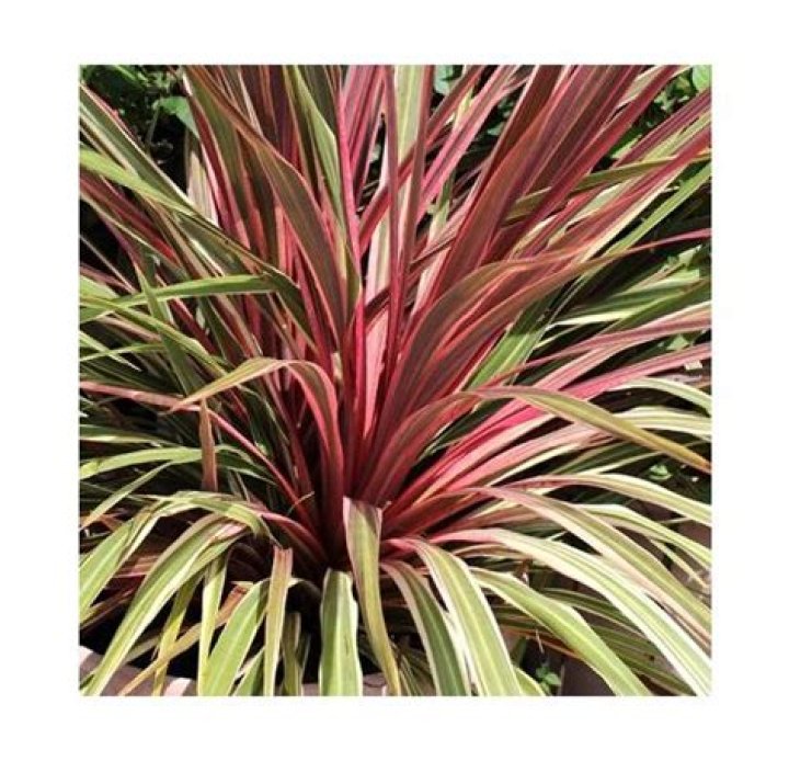Can Can Cordyline