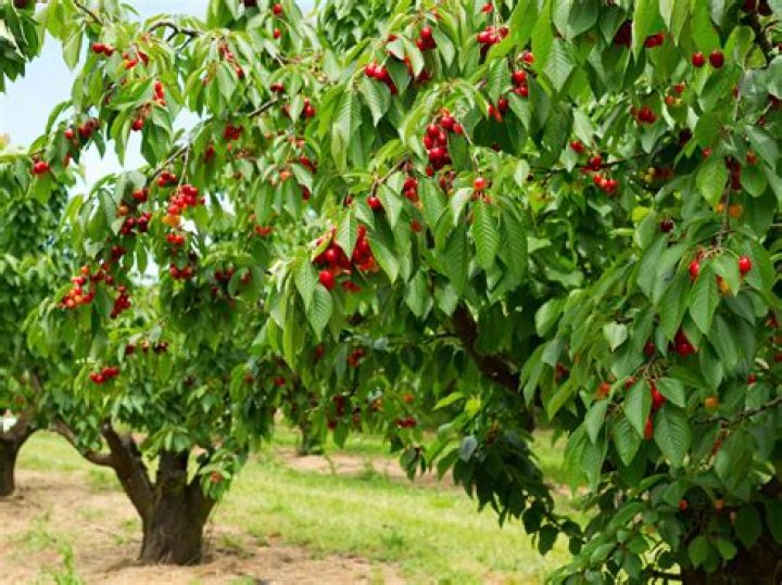 Can cherry trees grow in Tennessee