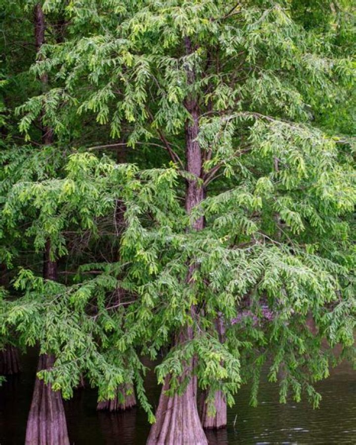 Can cypress trees grow in New England