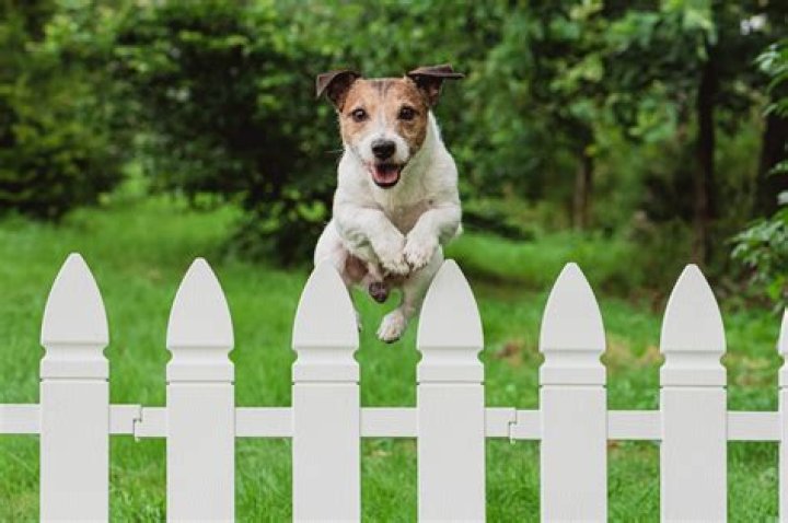 Can dogs climb fences