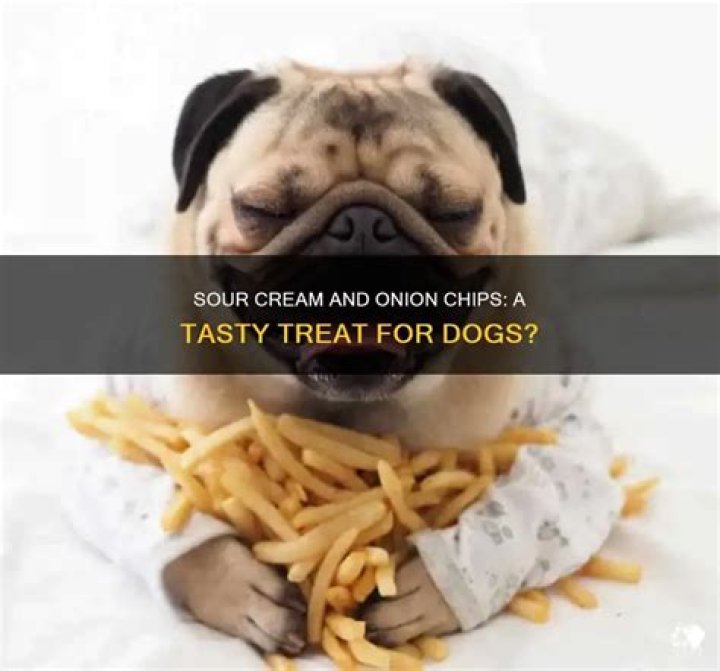 Can dogs have sour cream and onion chips?