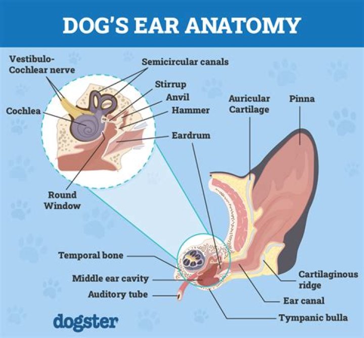 Can dogs hear after ear ablation
