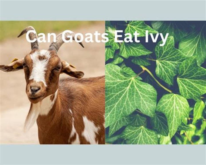 Can goats eat ivy