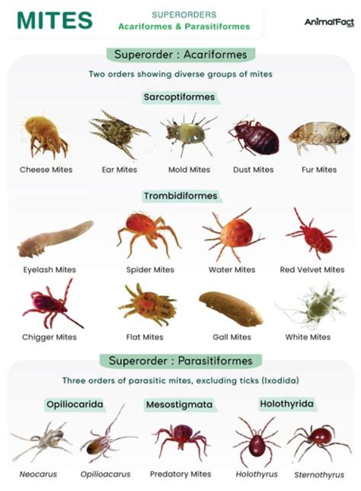 Can grain mites harm humans