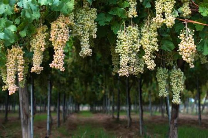 Can grapes grow in Louisiana