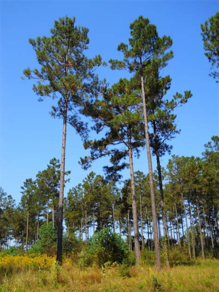 Can grass grow under pine trees?