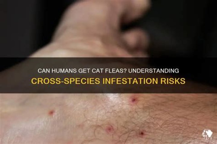 Can humans get cat fleas