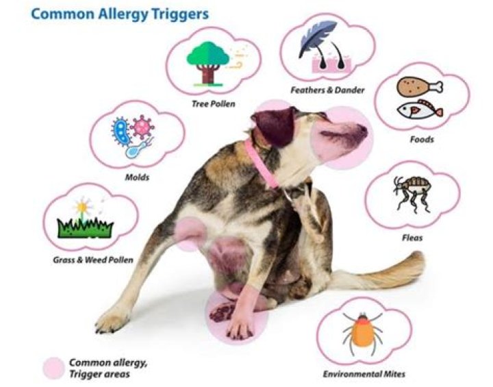Can I be allergic to my pillow?