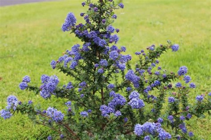 Can I cut back ceanothus