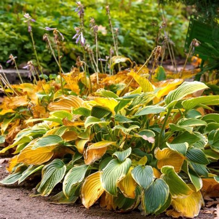 Can I cut back hostas in the summer