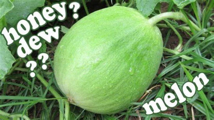 Can I give my baby honeydew melon