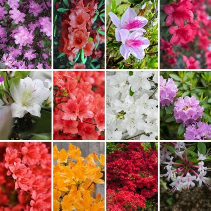 Can I plant azaleas in September
