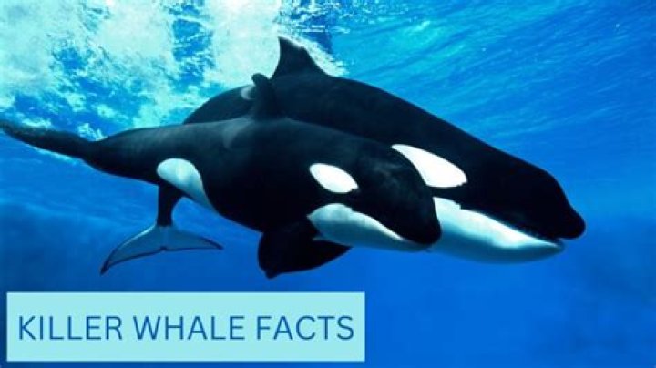 Can killer whales speak dolphin