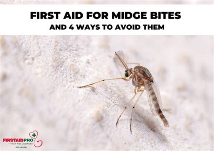 Can midges live in your house