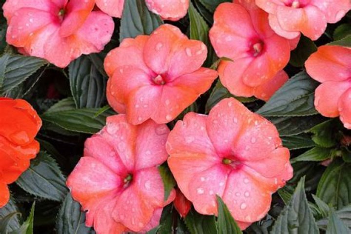 Can New Guinea impatiens be in the sun
