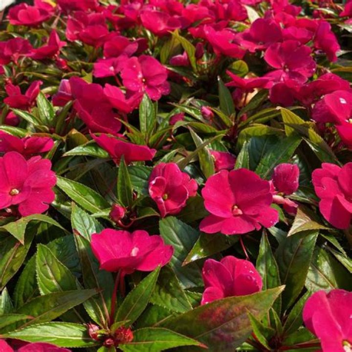 Can New Guinea impatiens live indoors