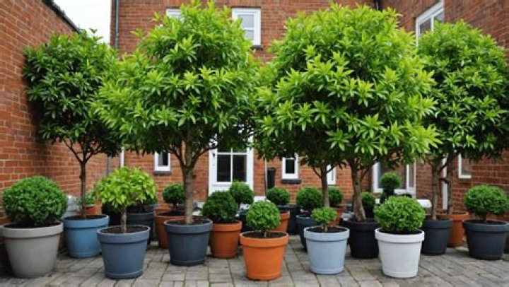 Can ornamental pear trees grow in pots