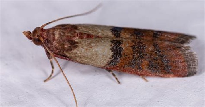 Can pantry moths live outside