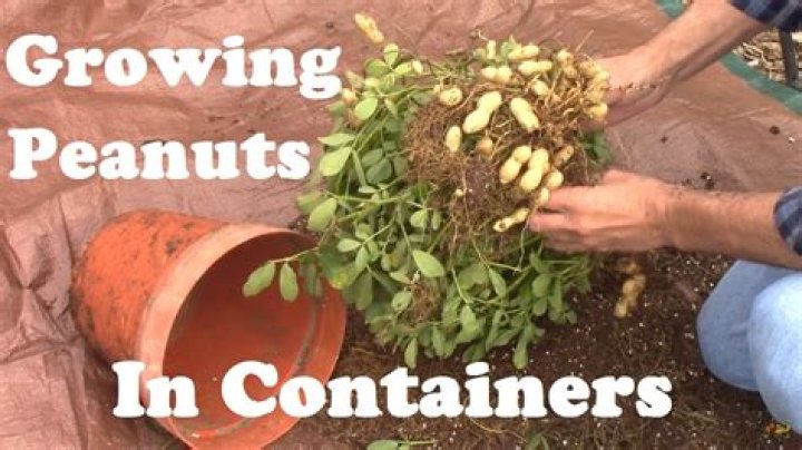 Can peanuts be grown in containers