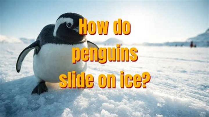 Can penguins slide on ice
