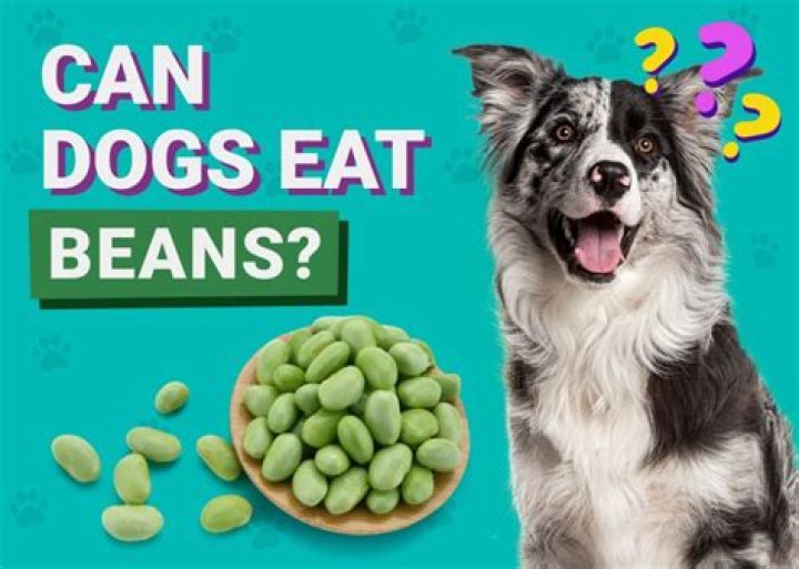 Can pigs eat beans?