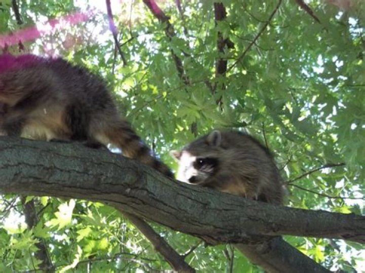 Can raccoons climb hardware cloth