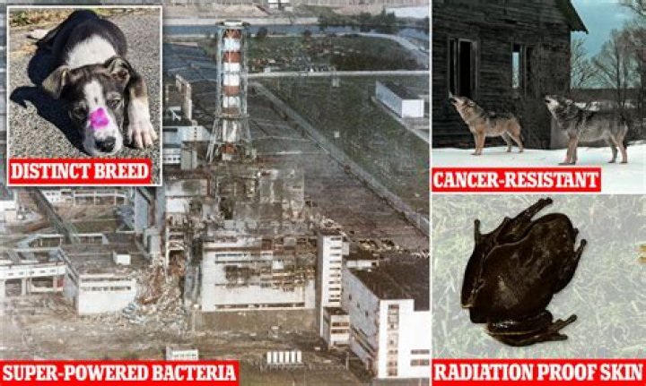 Can radiation happen in solids