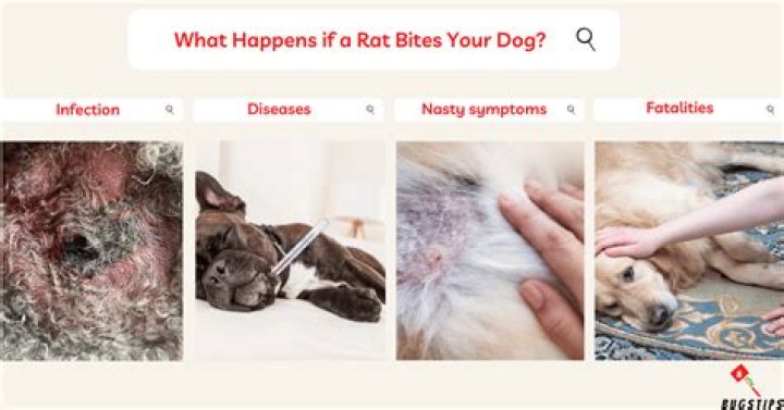 Can rat bites cause death