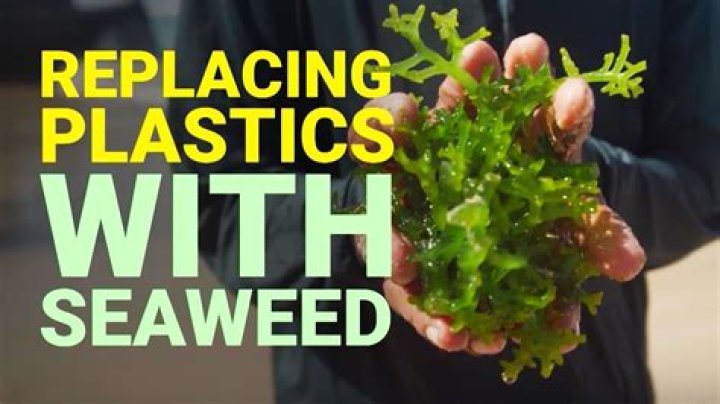 Can Seaweed be used as mulch?