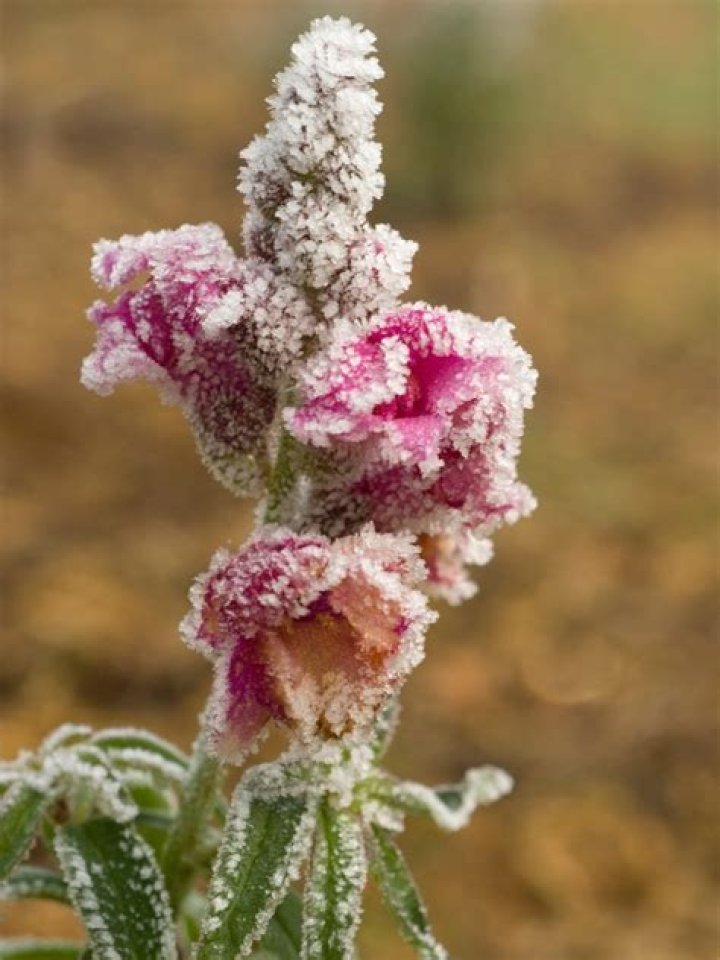 Can snapdragons survive winter