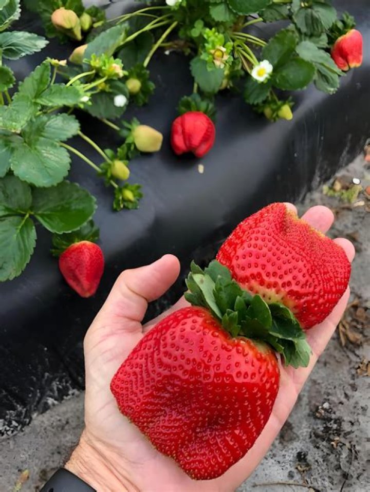 Can strawberries grow Malaysia