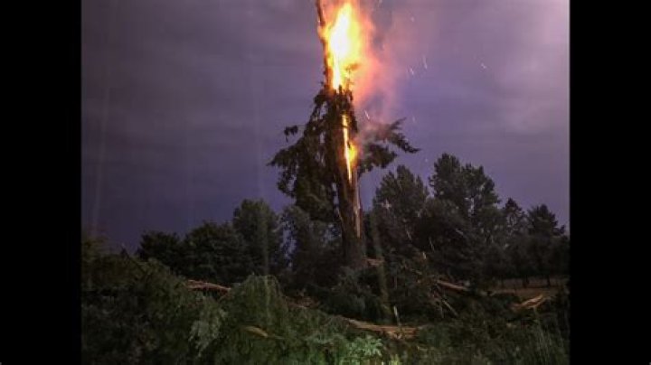 Can trees explode in a fire