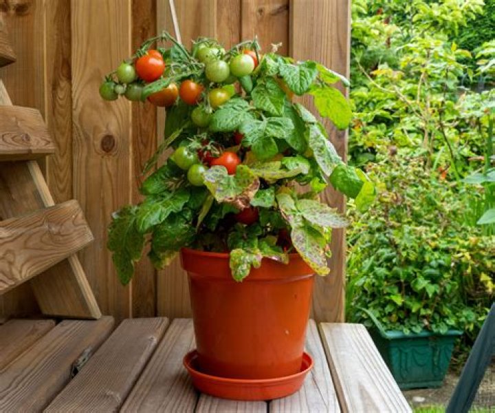 Can vines grow in pots