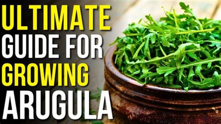 Can you be allergic to Arugula?