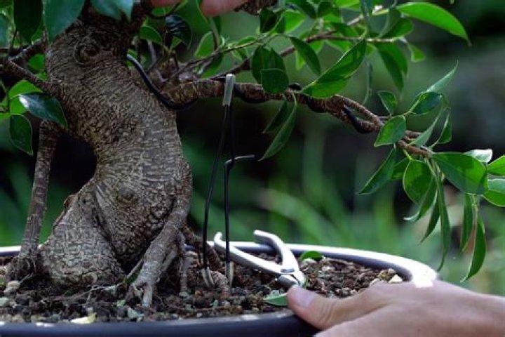 Can you bonsai a chestnut tree?