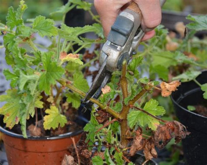 Can you cut back leggy geraniums