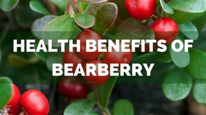 Can you eat bearberry