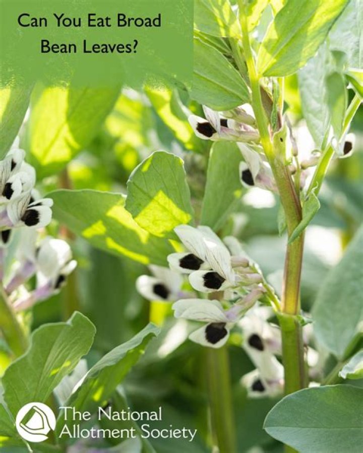 Can you eat broad beans with rust