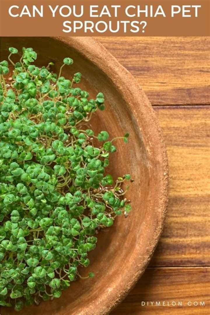Can you eat Chia Pet