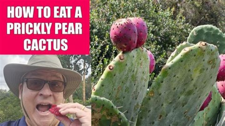Can you eat prickly pear fruit raw?