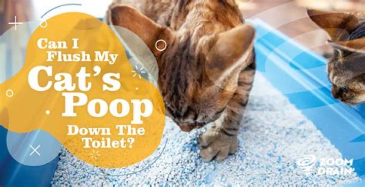 Can you flush cat poop down the toilet Australia?
