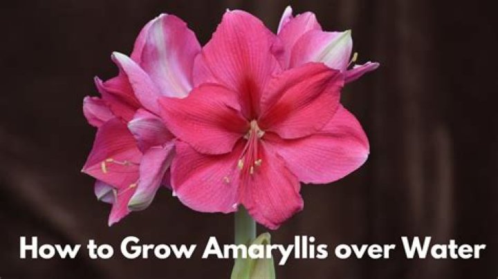 Can you force amaryllis in water