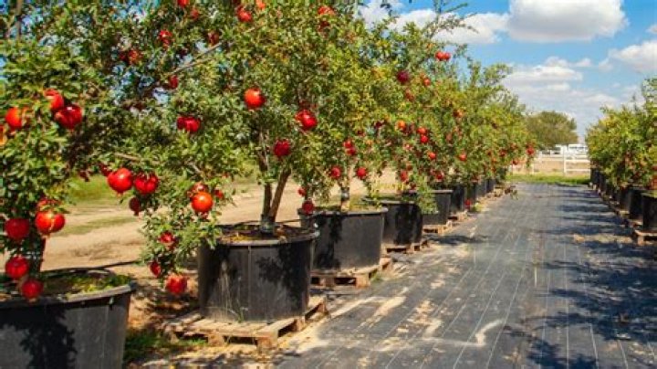 Can you grow a pomegranate tree in Michigan