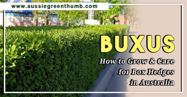 Can you grow Buxus from cuttings?