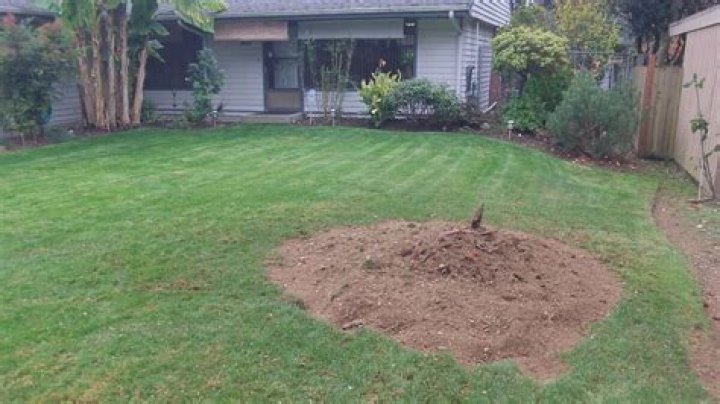 Can you grow grass over a ground tree stump