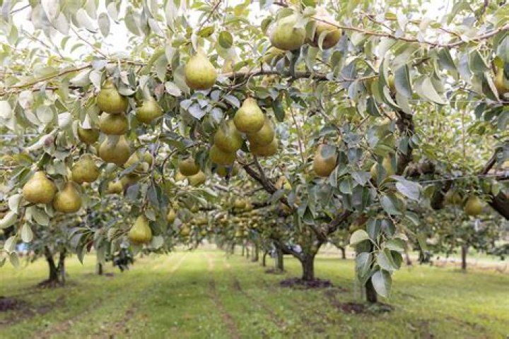 Can you grow pears in Virginia?